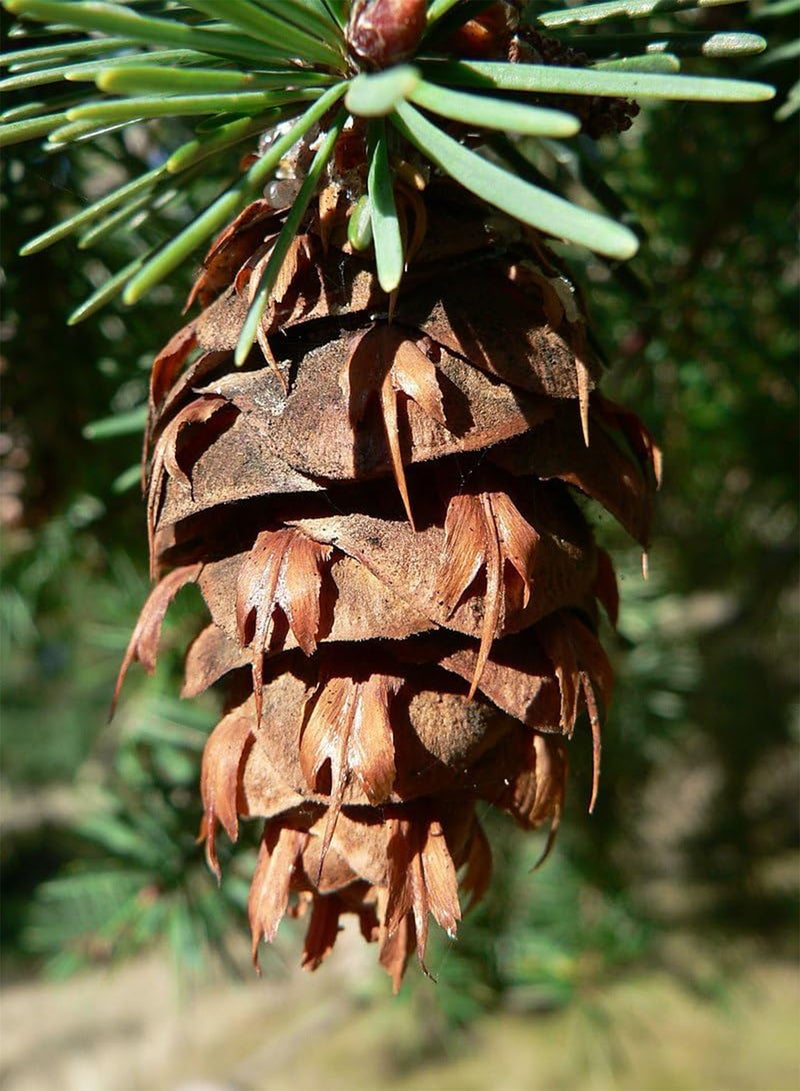 GGOOT Douglas Fir 10 Evergreen Tree Seeds - Pseudotsuga menziesii British Colombia Native Conifer Interior Douglas-fir Excellent for Christmas Tree, Reclamation & Shelterbelt Shelter Belt  - Image 3