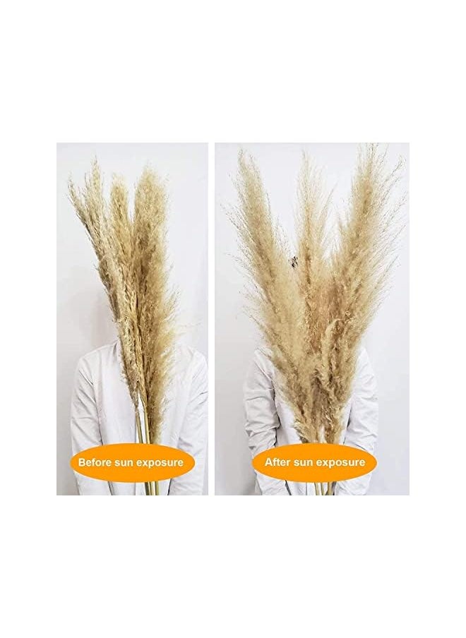 Arabest - Large Pampas Grass 120Cm 5 Stems Jumbo Extra Fluffy Plumes Pampas Grass Natural Dried Tall Pampas For Flower Arrangements Wedding Pampas Boho Decor Floral Arrangements Room Decor Beige - Image 1