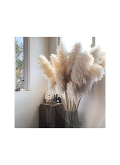 Large Pampas Grass 120Cm 5 Stems Jumbo Extra Fluffy Plumes Pampas Grass Natural Dried Tall Pampas For Flower Arrangements Wedding Pampas Boho Decor Floral Arrangements Room Decor Beige
