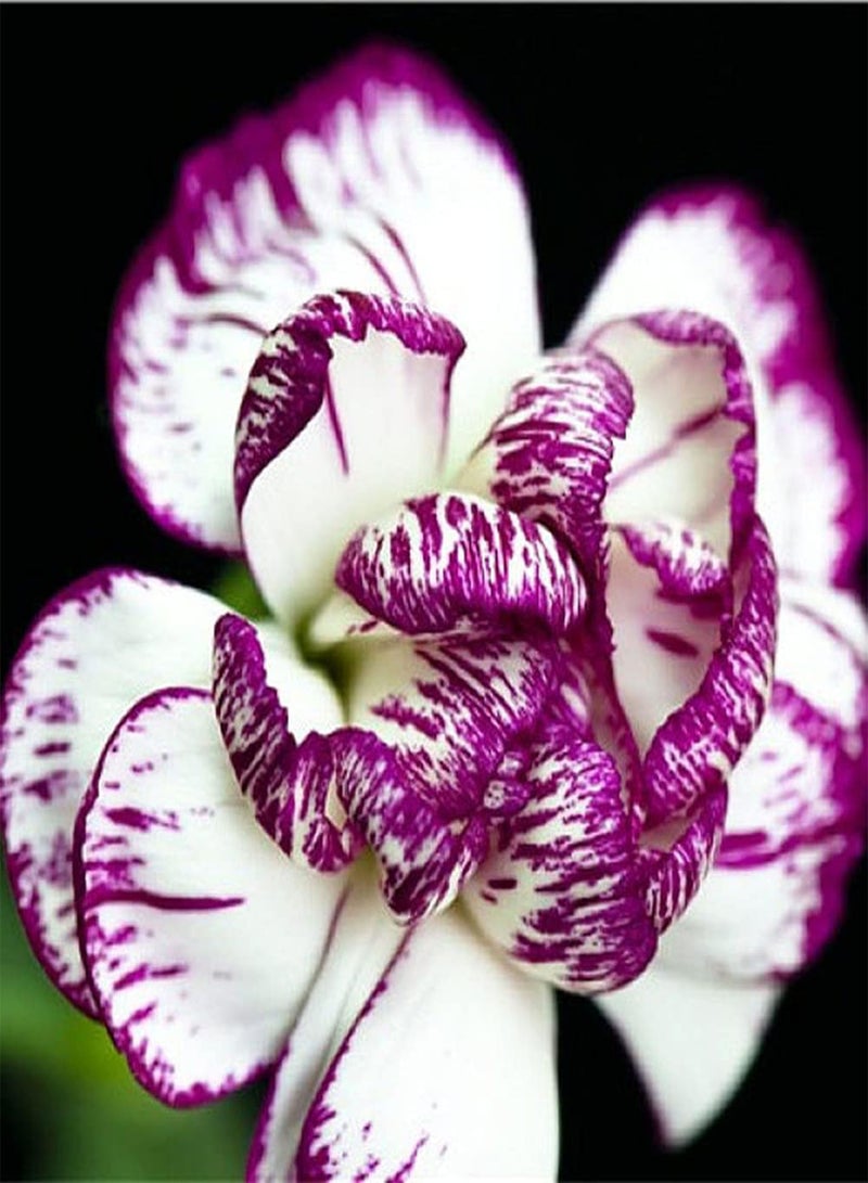 GGOOT 100Pcs Carnation Seeds Flowers are Beautiful Generous The Petals Overlap Each Other Suitable for Beautifying Environment - Image 1