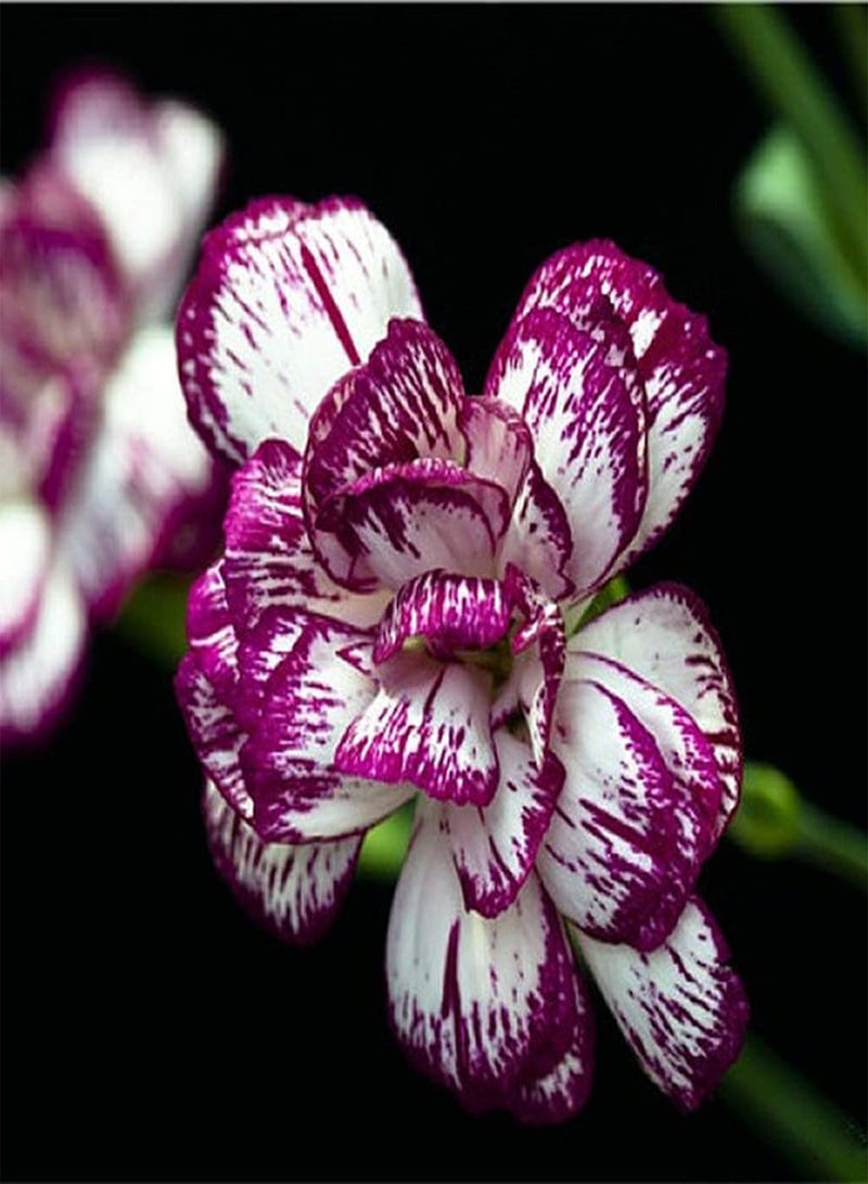 GGOOT 100Pcs Carnation Seeds Flowers are Beautiful Generous The Petals Overlap Each Other Suitable for Beautifying Environment - Image 3