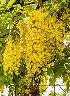 seeds 30 Cassia Fistula Golden Shower Yellow Flower seeds
