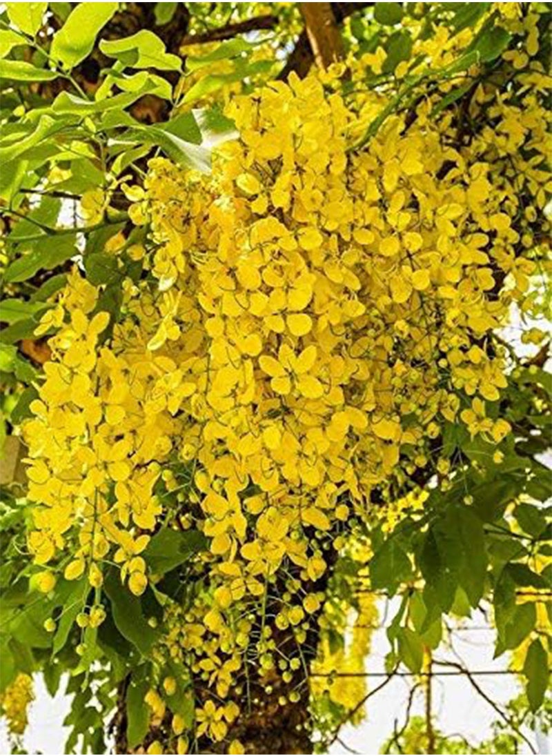 GGOOT - seeds 30 Cassia Fistula Golden Shower Yellow Flower seeds - Image 1