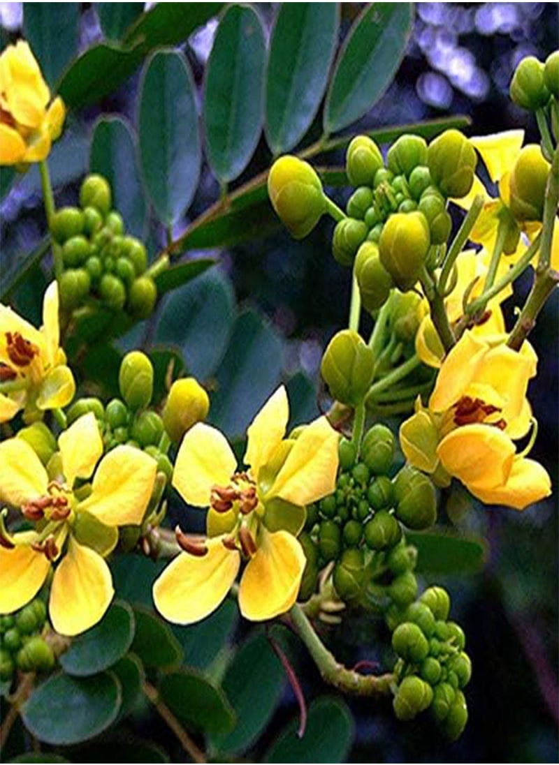 GGOOT - seeds 30 Cassia Fistula Golden Shower Yellow Flower seeds - Image 1
