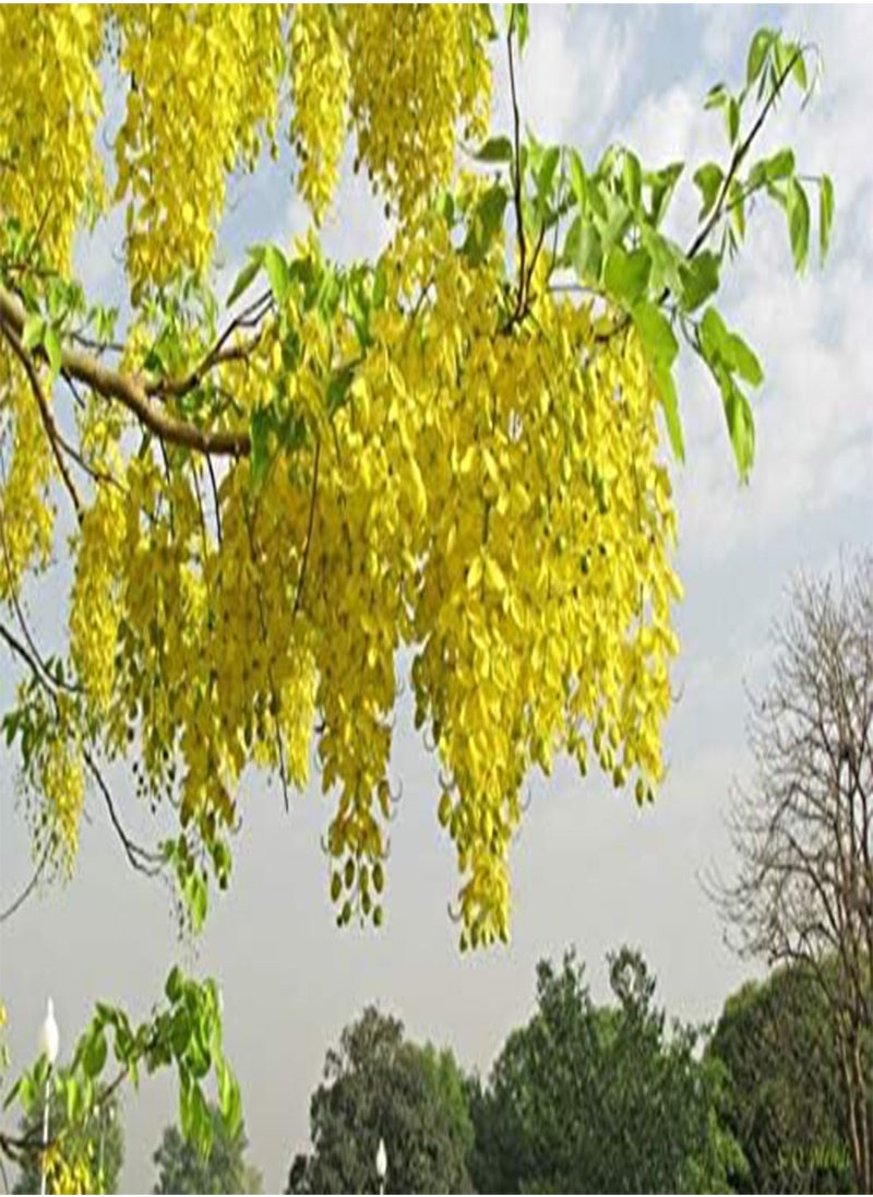 GGOOT - seeds 30 Cassia Fistula Golden Shower Yellow Flower seeds - Image 1