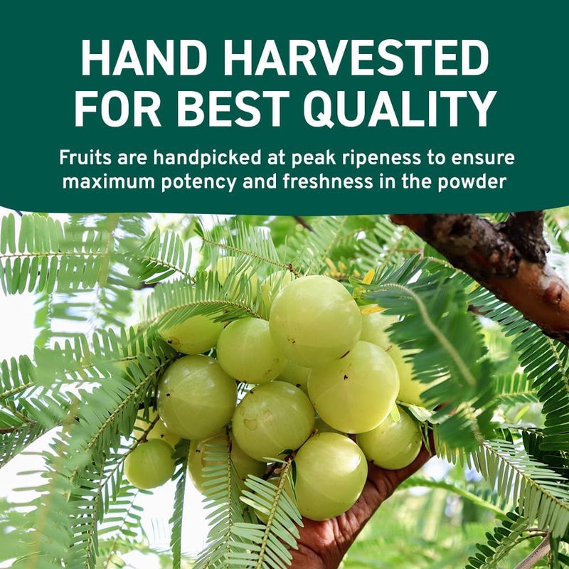 Handpick مسحوق الأملا العضوي (14 أونصة) أمالاكي، عضوي من وزارة الزراعة الأمريكية، غير معدل وراثيًا | 100% خام وطبيعي - مختبر لاختبار النقاء | مسحوق التوت الهندي | كيس قابل لإعادة الإغلاق - Image 4