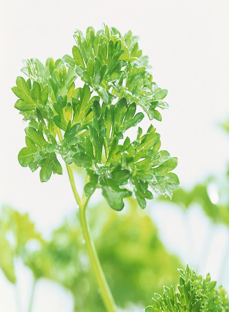 GGOOT Home Gardening Parsley Seeds Pack 100Pcs Easy Caring Parsley Dark Green Flat Leaf Seeds for Home Yard Seeds 1size - Image 4