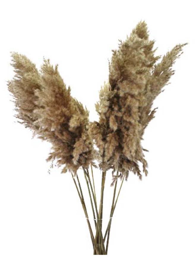 Generic 5 XXL Stems Fancy Pampas Grass Natural Dried Pampas Grass Decor Wedding Flowers Stage Decoration 60-80Cm  - Image 1