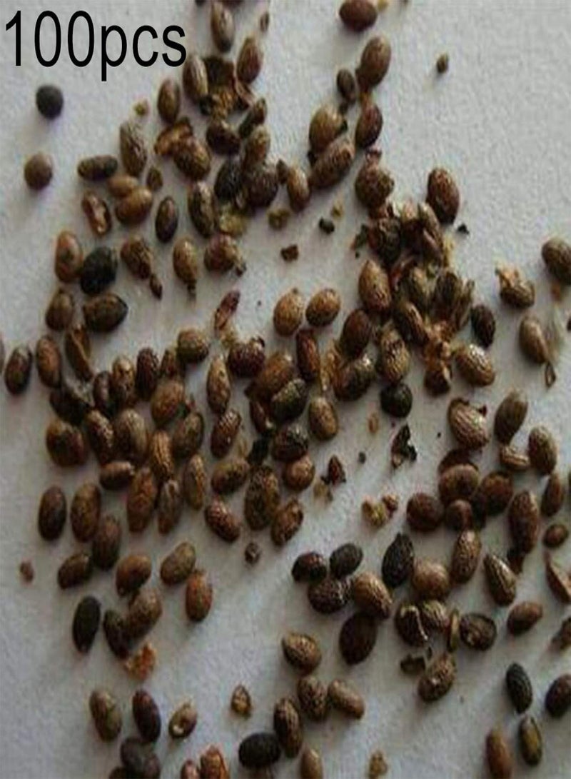 جي جوت بذور 100 قطعة من بذور الخيار الأحمر للحديقة والفناء والمزرعة سهلة النمو بذور الخيار الأحمر للفاكهة والخضروات - Image 5