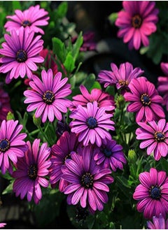 30Pcs African Blue Eyed Daisy Seeds Osteospermum Seeds Mix Color Flower