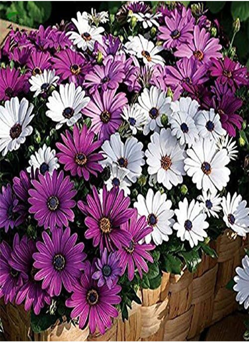 GGOOT - 30Pcs African Blue Eyed Daisy Seeds Osteospermum Seeds Mix Color Flower - Image 1