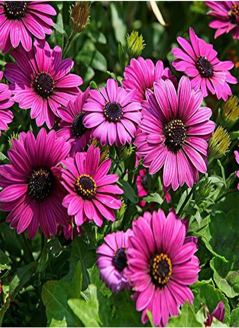 GGOOT - 30Pcs African Blue Eyed Daisy Seeds Osteospermum Seeds Mix Color Flower - Image 1