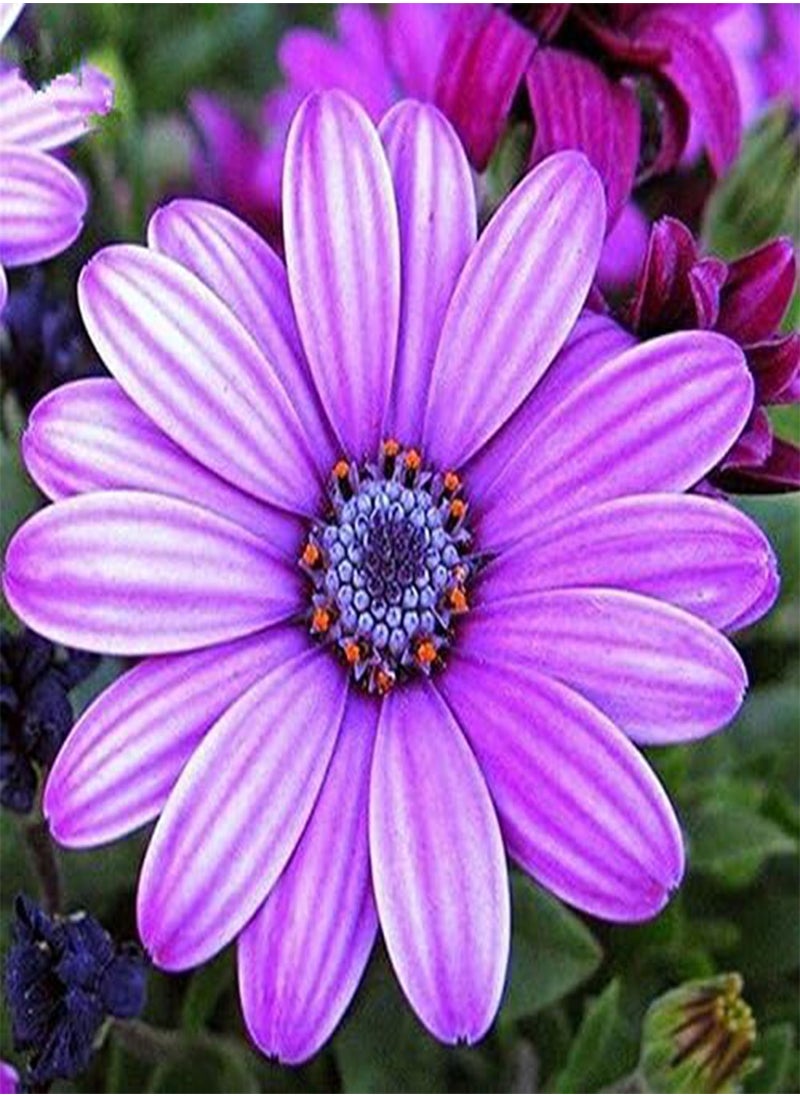 GGOOT - 30Pcs African Blue Eyed Daisy Seeds Osteospermum Seeds Mix Color Flower - Image 1
