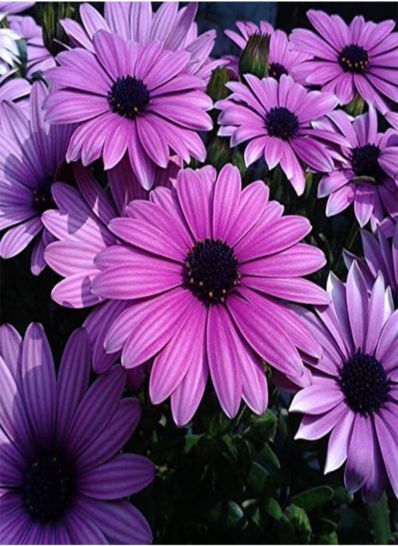 GGOOT - 30Pcs African Blue Eyed Daisy Seeds Osteospermum Seeds Mix Color Flower - Image 1