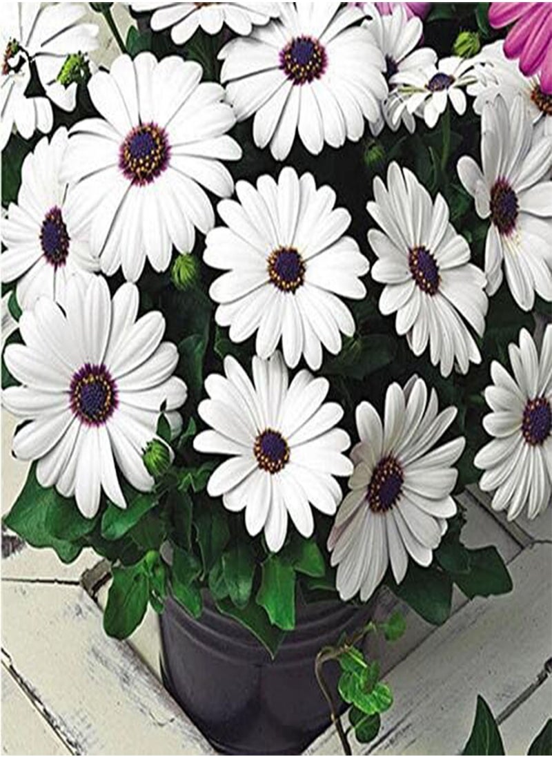GGOOT - 30Pcs African Blue Eyed Daisy Seeds Osteospermum Seeds Mix Color Flower - Image 1