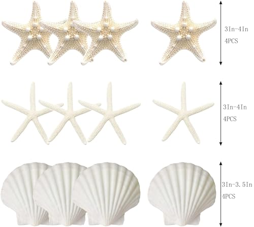 JQAQJU 3-4 Inches Large Starfish and Scallop Shells for Crafts 12PCS, Natural Beach Sea Shells for Crafting, Baking Shells Perfect for White Christmas Decor Beach Party Wedding Fishtank DIY Crafts - Image 3