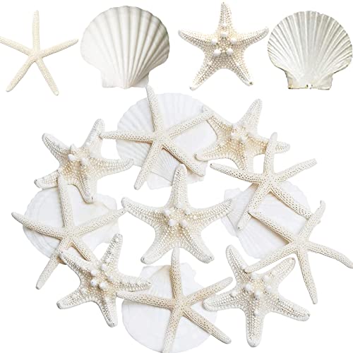 JQAQJU 3-4 Inches Large Starfish and Scallop Shells for Crafts 12PCS, Natural Beach Sea Shells for Crafting, Baking Shells Perfect for White Christmas Decor Beach Party Wedding Fishtank DIY Crafts - Image 1