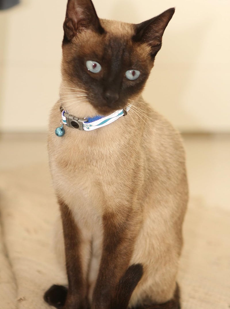 Rogz Catz NightCat Paws Collar in Black - Adjustable Breakaway Safety Collar for Cats - Image 3