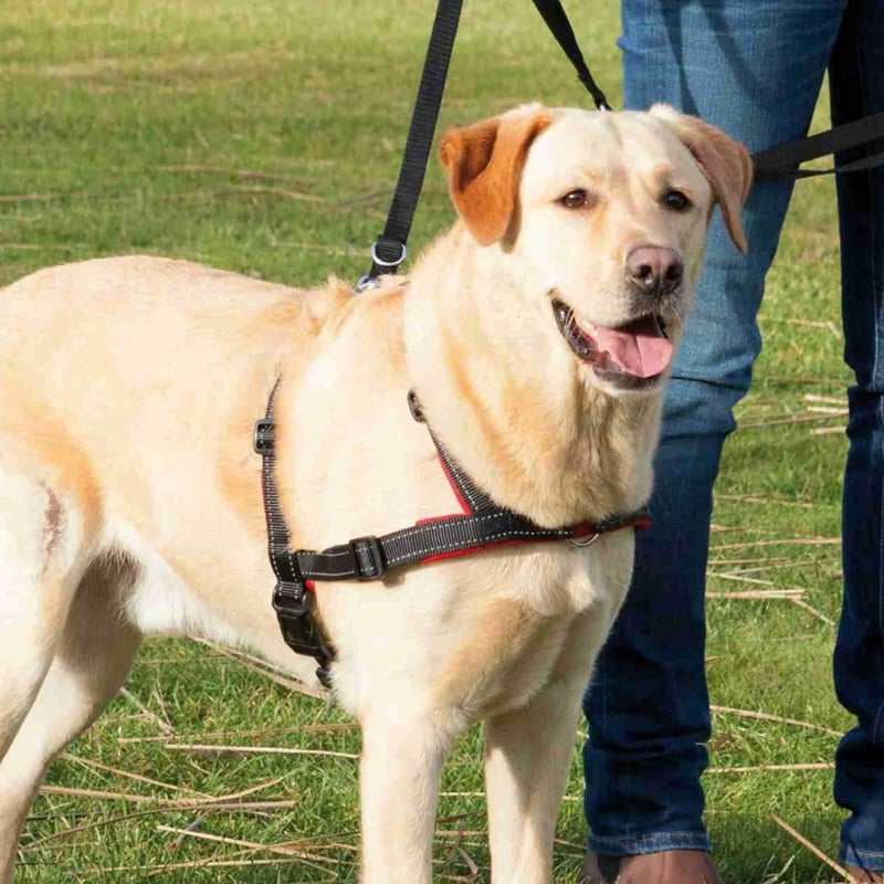 Trixie Lead n Walk Soft Training Harness for Dogs - Image 3