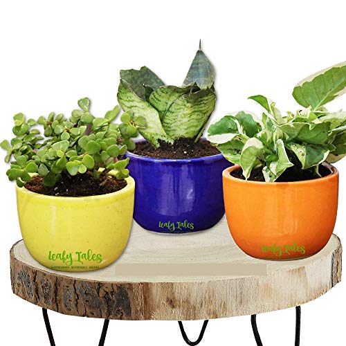 Leafy Tales Urn Ceramic Pot, Multicolour, 3 Inch, 3 Pots, Urn Set 3 (Urn Set 3) - Image 1