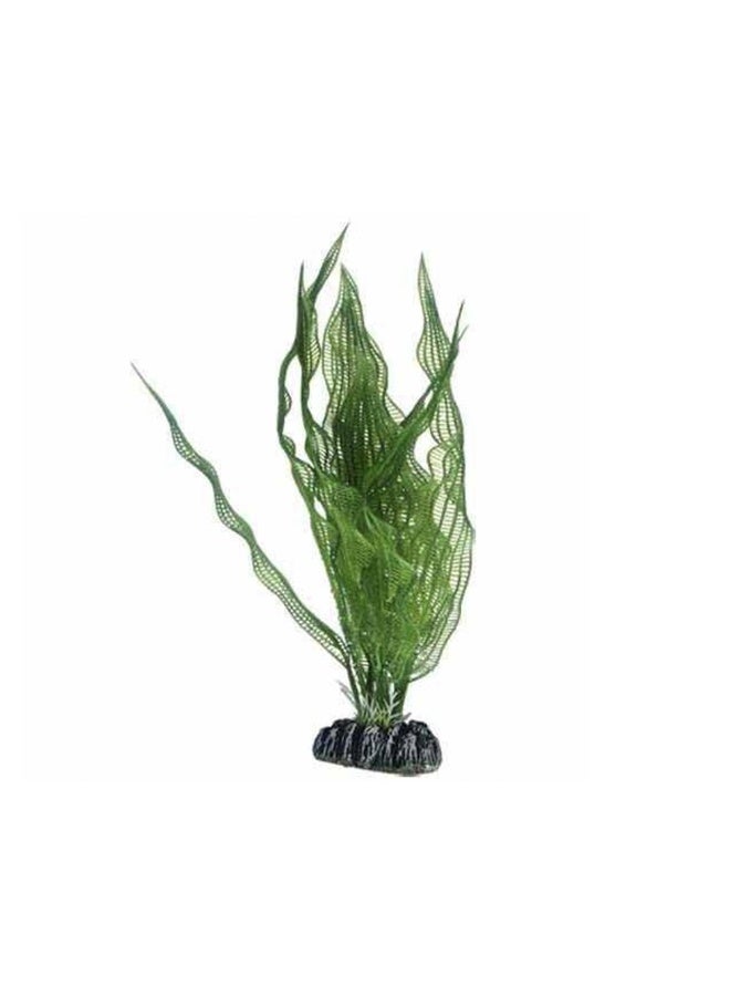 نبات هوبى أبونوجتون الاصطناعي - متوسط