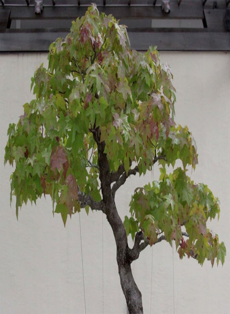 GGOOT Garden in The Bag - Bonsai - American Sweet Gum - 100 Seeds - Liquidamber styraciflua - Image 5