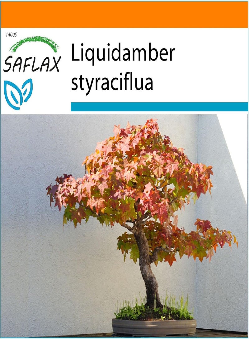 GGOOT Garden in The Bag - Bonsai - American Sweet Gum - 100 Seeds - Liquidamber styraciflua - Image 1