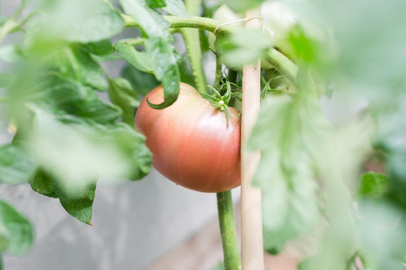 Sereniseed Certified Organic Tomato Seeds (10-Pack) – Non GMO, Open Pollinated – Cherokee Purple, Chocolate Cherry, Green Zebra, Brandywine Pink, Black Krim and More - Tomato Seeds for Planting - Image 3