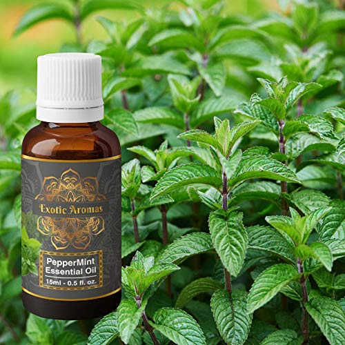 Exotic Aromas Peppermint Essential Oil for Aroma Therapy, Hair & Skin (15Ml + 15Ml) Pack of 2 - Image 2