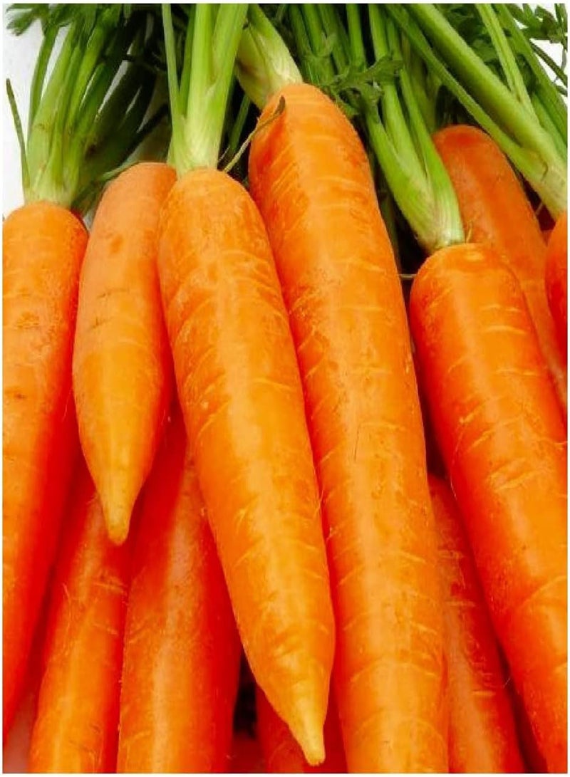 GGOOT 750 Chantenay Red Core Carrot Seeds | Non-GMO | Heirloom |  Garden Seeds - Image 1
