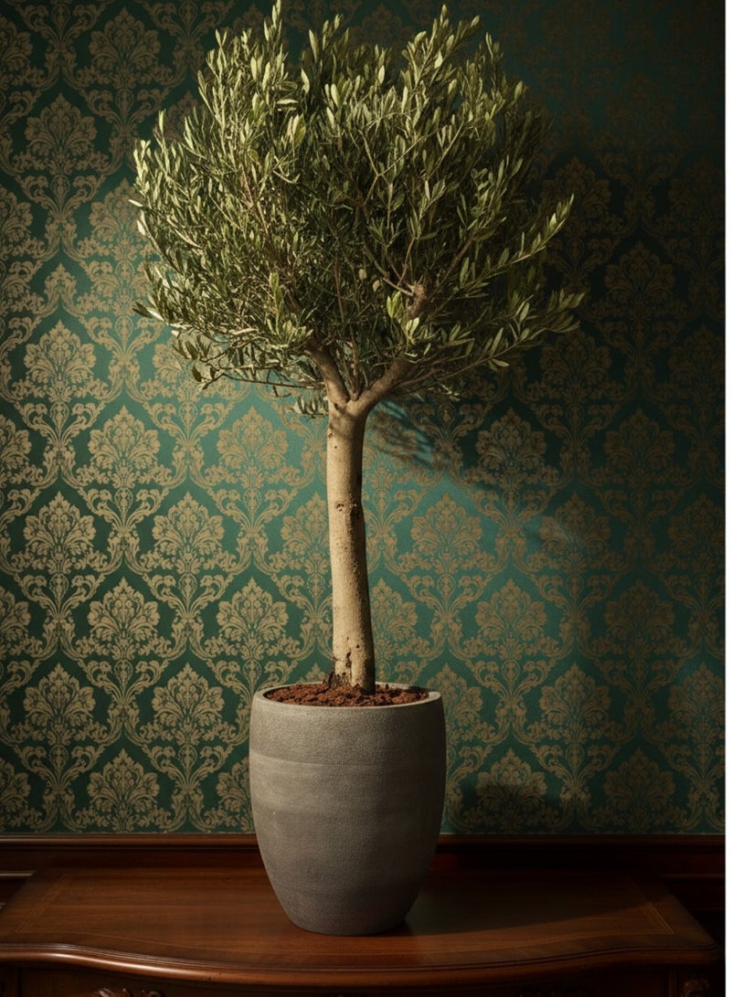 Live Olive Tree with Grey Fiber Planter 170cm Mediterranean Indoor Plant for Home & Office Décor | Evergreen Olive Tree in Stylish Pot Natural Potted Tree for Interior Design