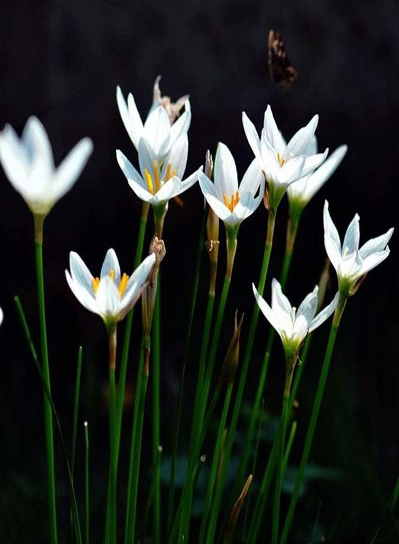 GGOOT 5pcs Witte Zephyranthes Bollen Outdoor Planten voor Huis Tuin Bonsai Plant Hoge Kiemkracht Exotische Rassen Unieke Geur bloei - Image 3