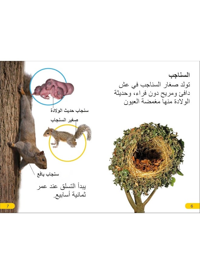 DK Super Readers Level 2 Wild Baby Animals (Arabic translation)  - Image 1
