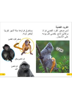 DK Super Readers Level 2 Wild Baby Animals (Arabic translation)  - Image 4