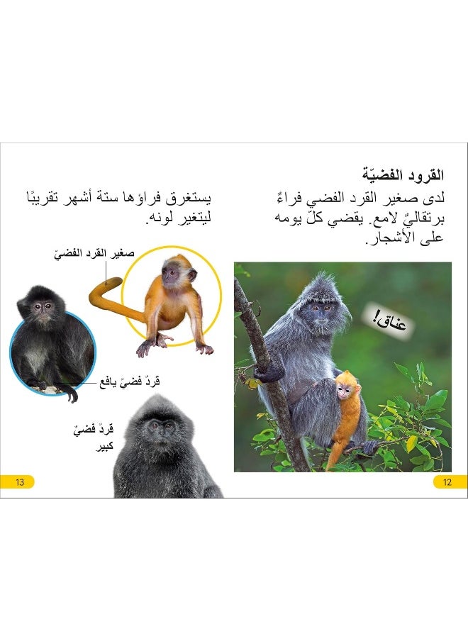DK Super Readers Level 2 Wild Baby Animals (Arabic translation)  - Image 4