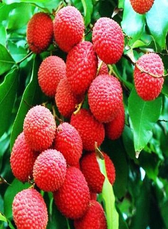 Sansar Agro® Litchi Food Essential Organic Fertilizer for Litchi Plants, Double Filtered with All Required Nutrients and Active Micro-Organism (1800 gm) - Image 2