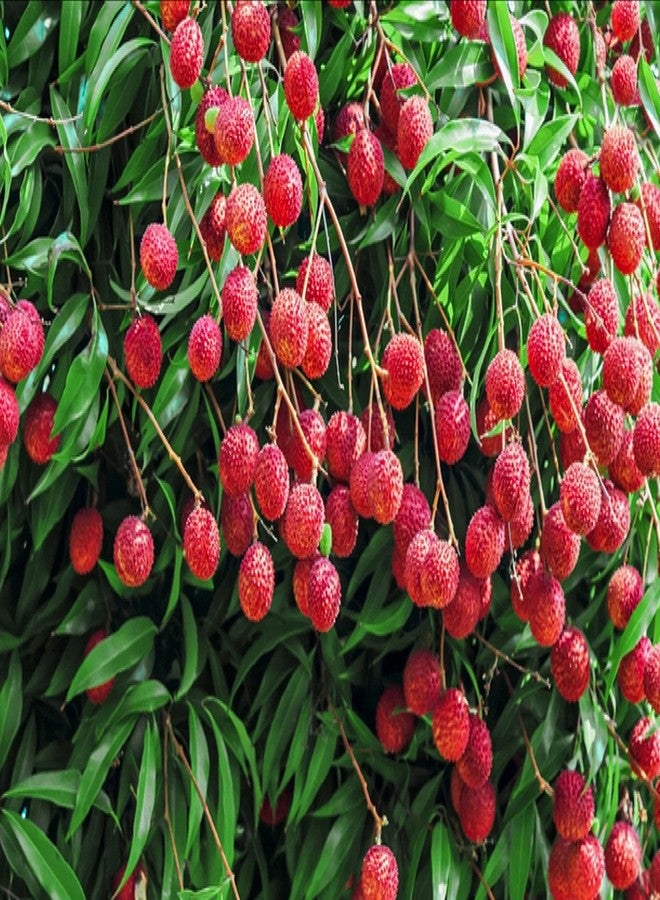 Sansar Agro® Litchi Food Essential Organic Fertilizer for Litchi Plants, Double Filtered with All Required Nutrients and Active Micro-Organism (1800 gm) - Image 5