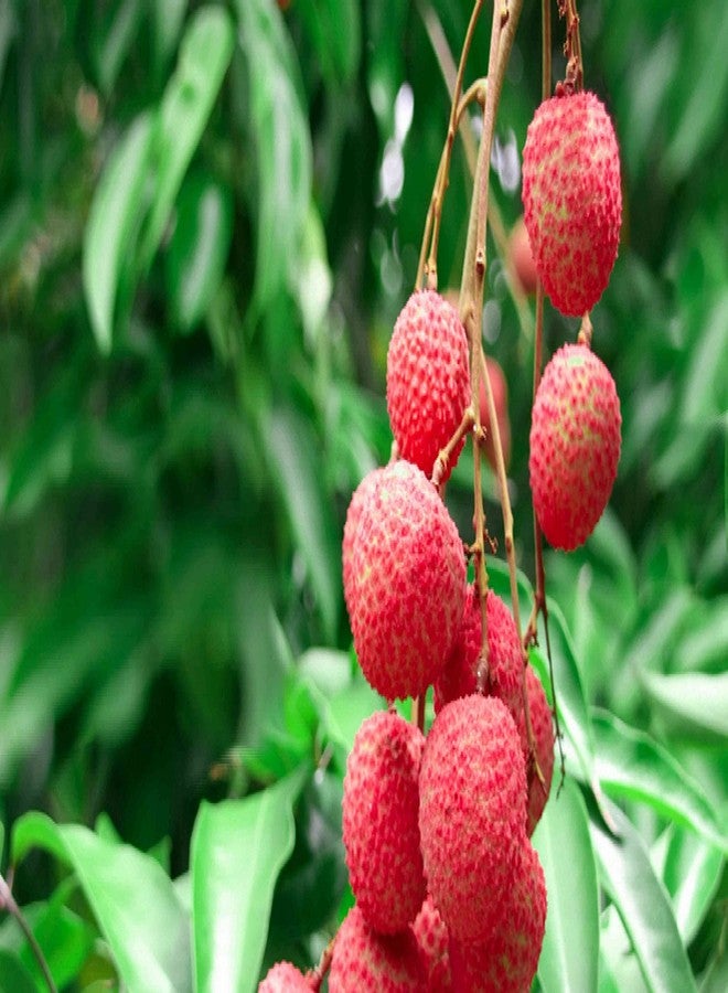Sansar Agro® Litchi Food Essential Organic Fertilizer for Litchi Plants, Double Filtered with All Required Nutrients and Active Micro-Organism (1800 gm) - Image 3