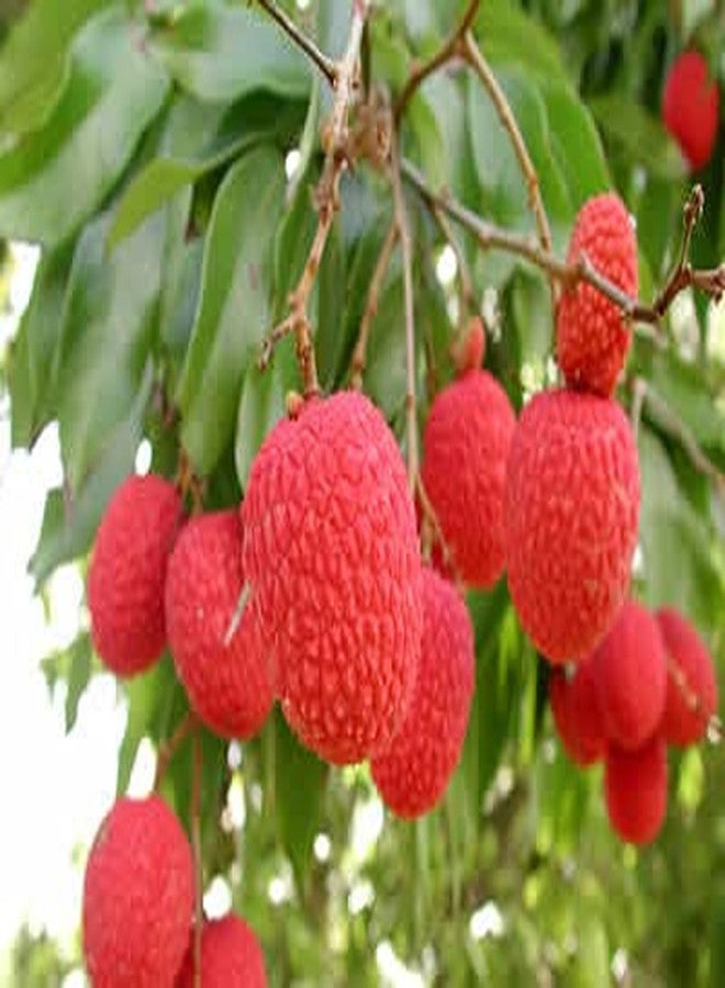 Sansar Agro® Litchi Food Essential Organic Fertilizer for Litchi Plants, Double Filtered with All Required Nutrients and Active Micro-Organism (1800 gm) - Image 4