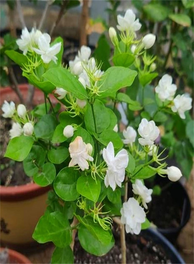 GGOOT Rare Growing Jasmine Seeds UK Heirloom Vegetable Seeds Plant Seeds Seed Growing Kits Herb Seeds for Planting-100pcs - Image 1