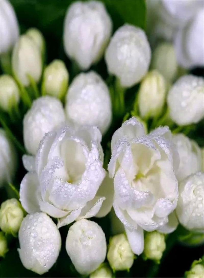 GGOOT Rare Growing Jasmine Seeds UK Heirloom Vegetable Seeds Plant Seeds Seed Growing Kits Herb Seeds for Planting-100pcs - Image 2