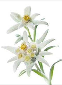 Skin Perfection Edelweiss Natural Derived Plant Antioxidant Extract Potent Anti-Aging Vitamin C Hydration Younger-Looking Skin Easy Add Dropper Make Your Own Skincare Lotion Supplies  - Image 5