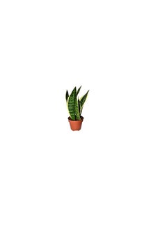 DUBAI GARDEN CENTRE Dubai Garden Centre Sansevieria Laurentii Dwarf Plant, 35 cm Height  - Image 1