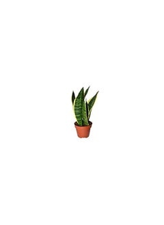 DUBAI GARDEN CENTRE Dubai Garden Centre Sansevieria Laurentii Dwarf Plant, 35 cm Height  - Image 2