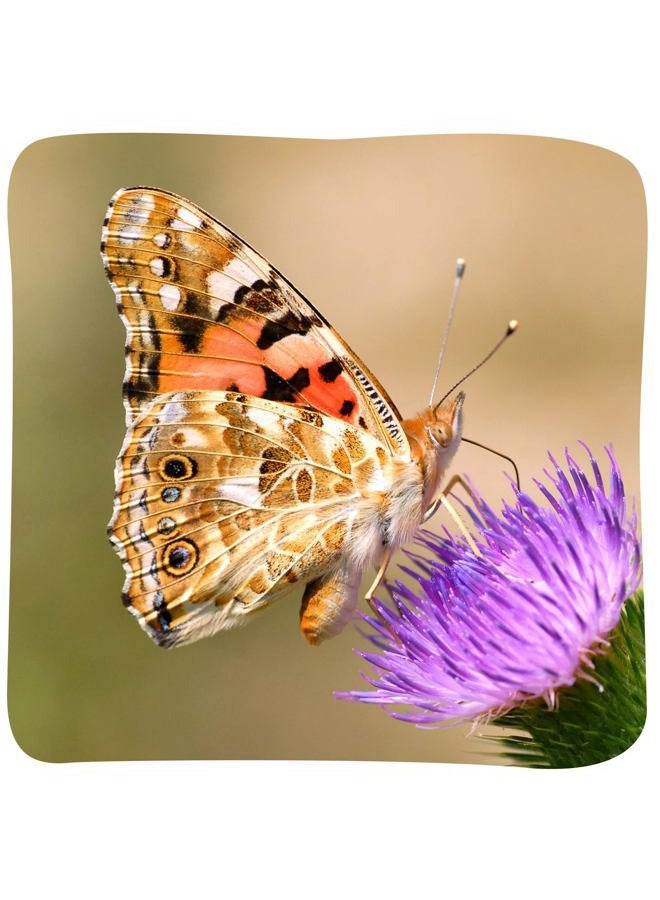 Insect Lore Two Cups of Caterpillars Deluxe - 10 Live Baby Caterpillars with Stickers - Raise and Relase Painted Lady Butterflies - Image 3