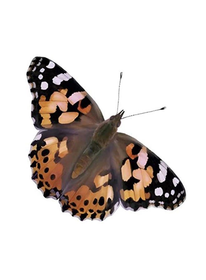Insect Lore Two Cups of Caterpillars Deluxe - 10 Live Baby Caterpillars with Stickers - Raise and Relase Painted Lady Butterflies - Image 4