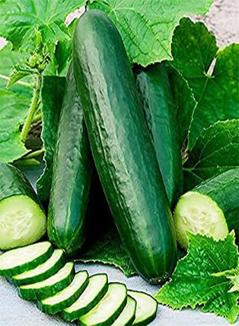 GGOOT 30 pcs Hanging Mini Cucumber Organic Cucumber Seed Snack Vegetable Fruit Seeds High Yield Perennial Hardy for Garden - Image 1
