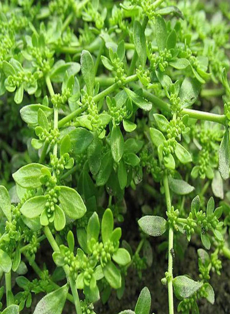 GGOOT 35pcs Rupturewort Green Carpet Ground Cover Plant Seeds (Herniaria Glabra) - Image 1