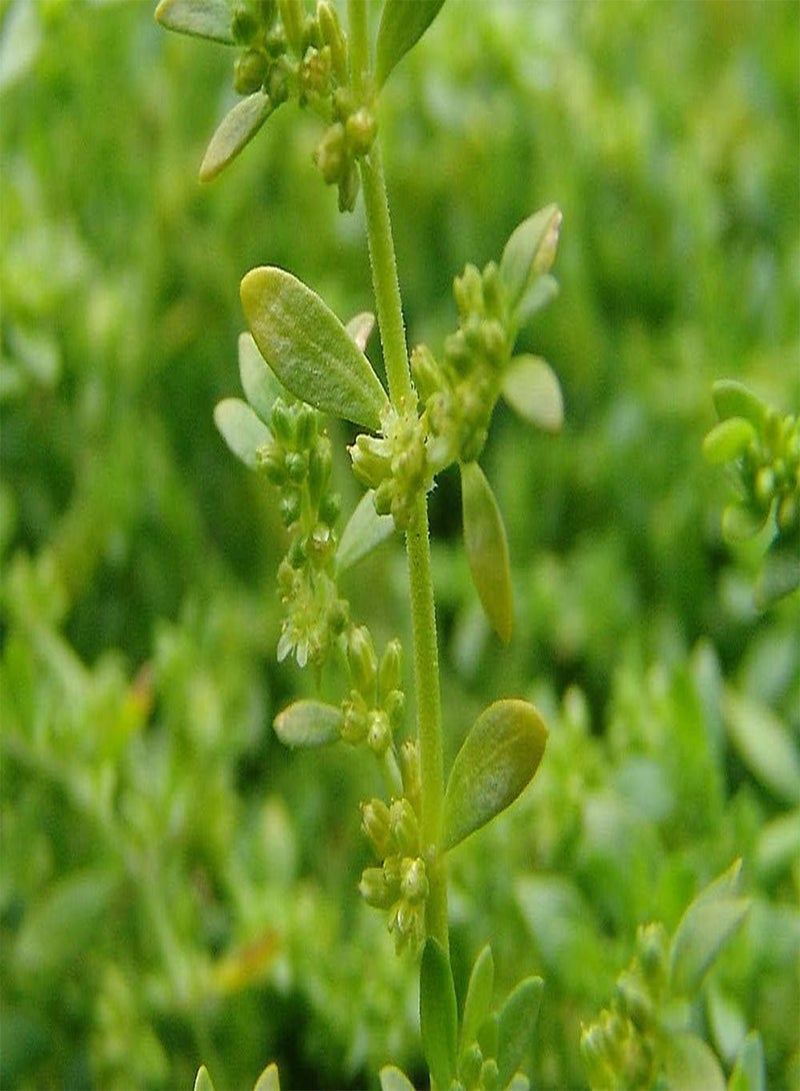 GGOOT 35pcs Rupturewort Green Carpet Ground Cover Plant Seeds (Herniaria Glabra) - Image 3