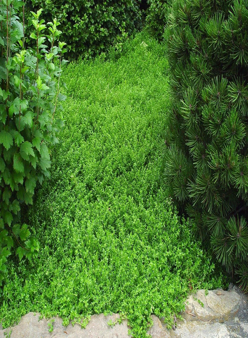 GGOOT 35pcs Rupturewort Green Carpet Ground Cover Plant Seeds (Herniaria Glabra) - Image 2